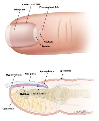 指甲很脆是因为缺少什么营养素,婴儿指甲特别脆是缺乏营养么