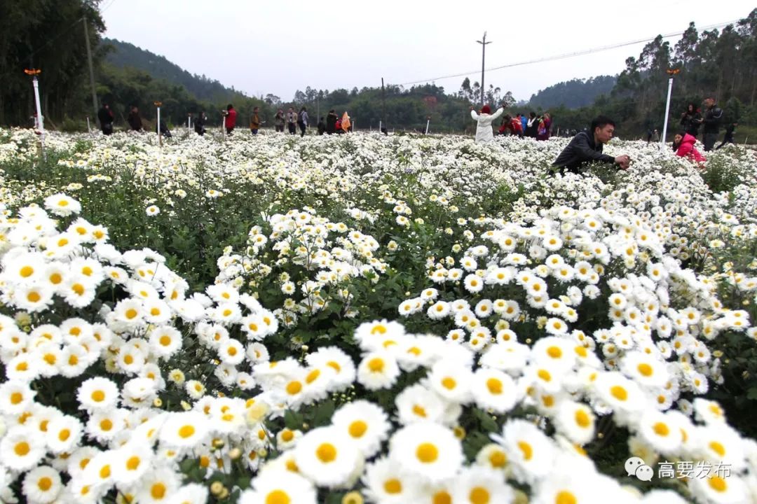 肇庆鼎湖重阳登高,中秋肇庆去哪玩