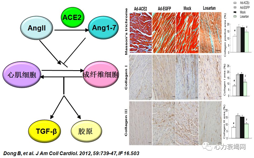 「2019CIHFC」张运教授:ADAM17—糖尿病性心肌病干预的新靶点