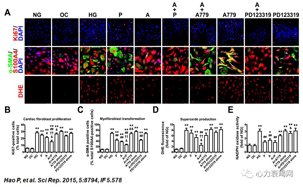 「2019CIHFC」张运教授:ADAM17—糖尿病性心肌病干预的新靶点