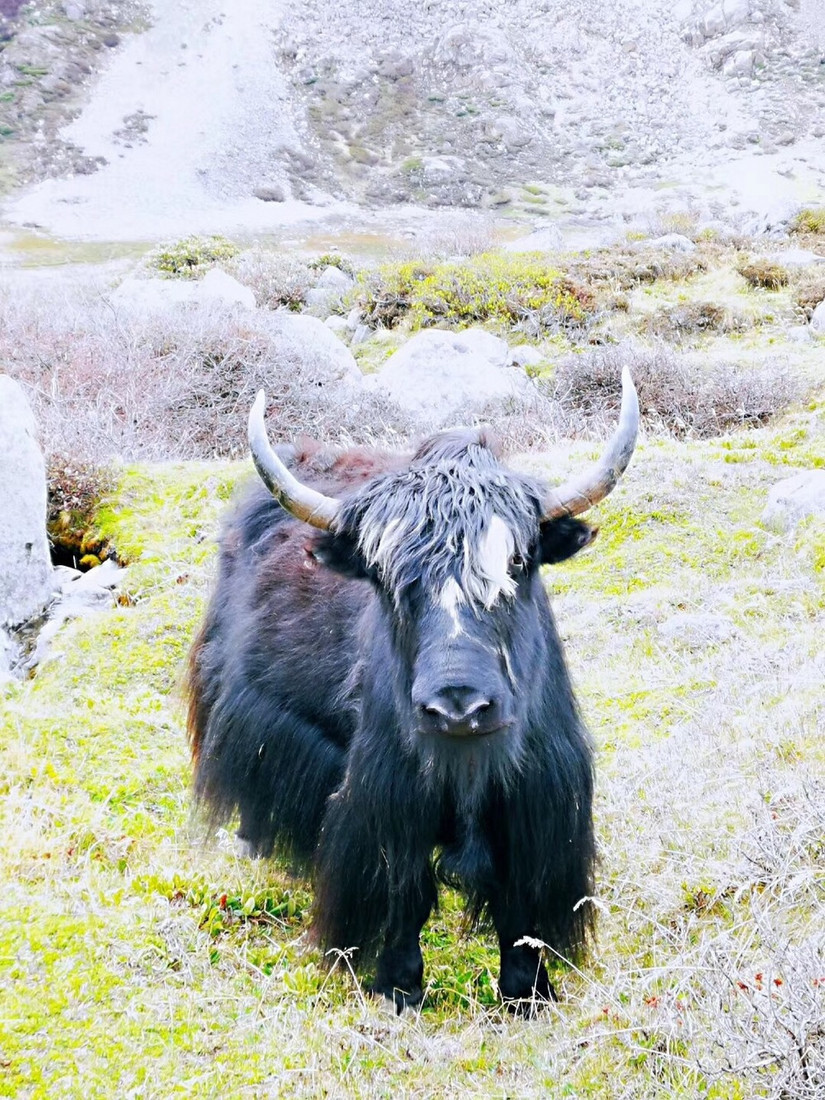 我的最后一站——念青东6天波密穿洛隆