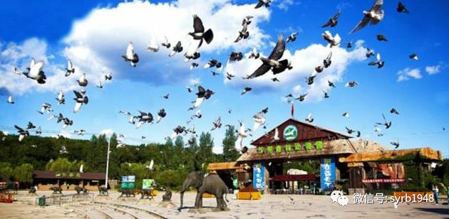 沈阳周边十一游玩好去处带孩子,暑假沈阳好玩的地方推荐