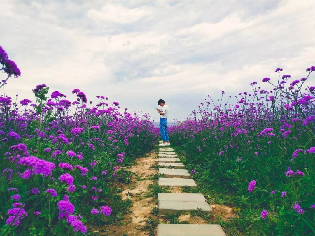 白银市区到大坪花海,去大坪玩攻略