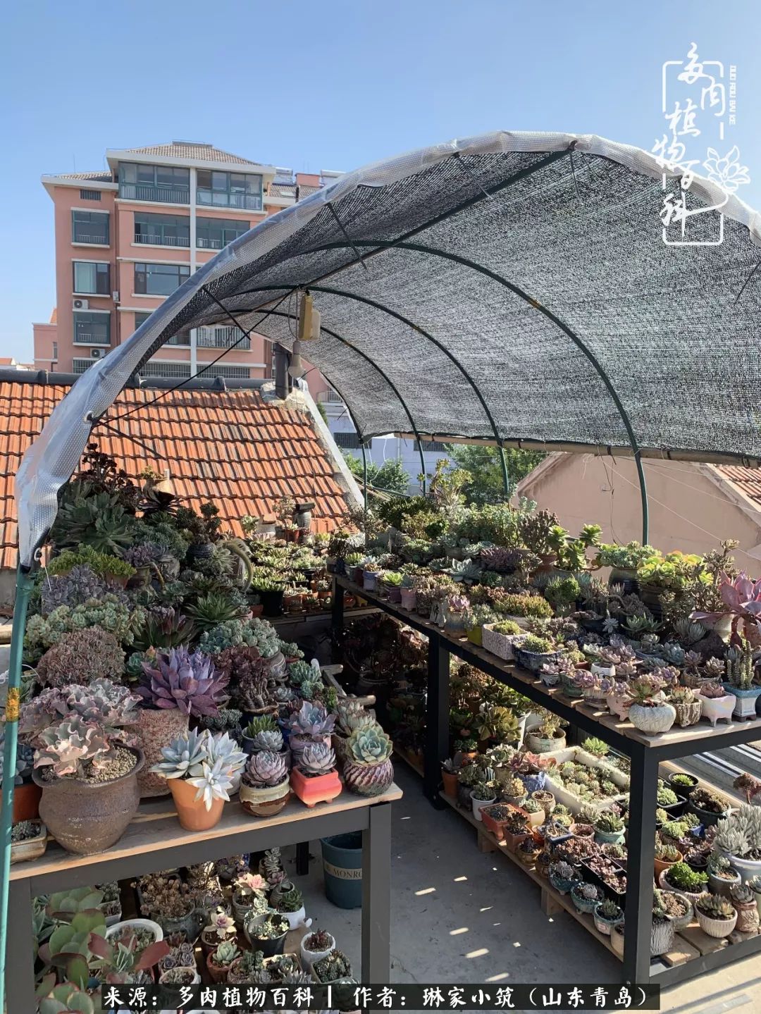 夏天已过一半你们的多肉还好吗,夏天已过半