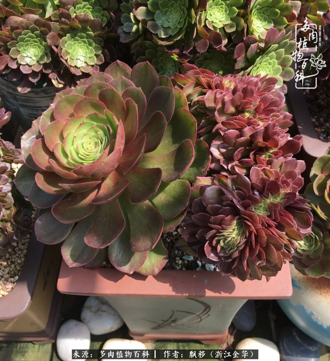 魅力无限的法师诱惑：我的灿烂，由你决定