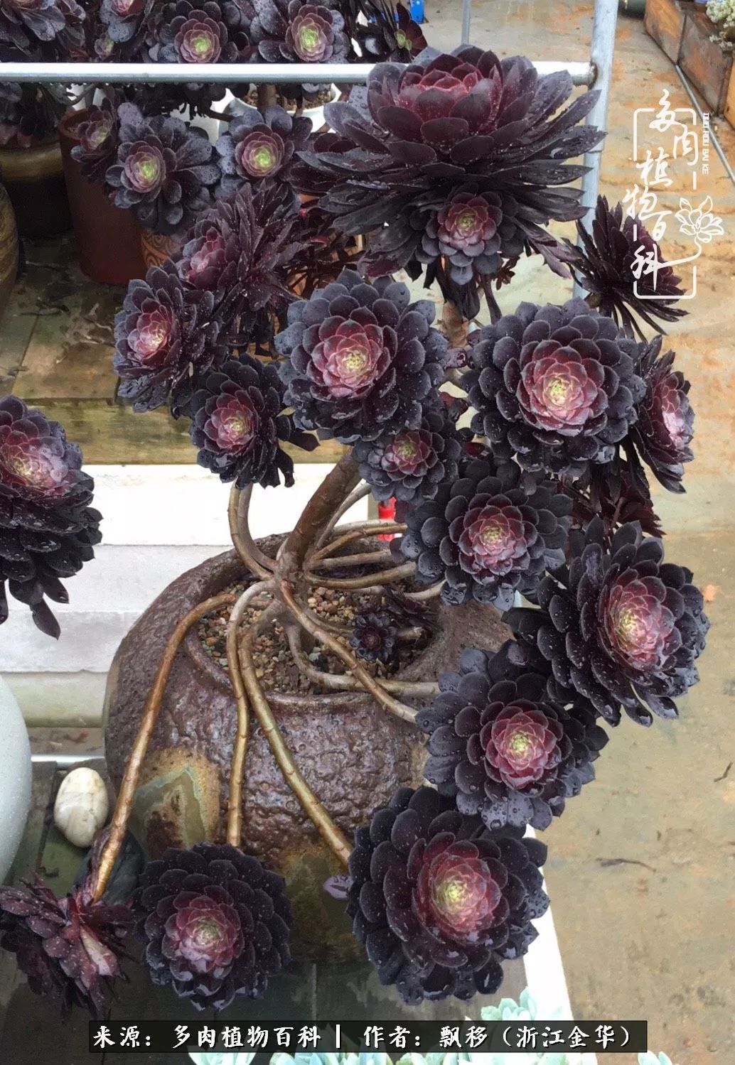 魅力无限的法师诱惑：我的灿烂，由你决定