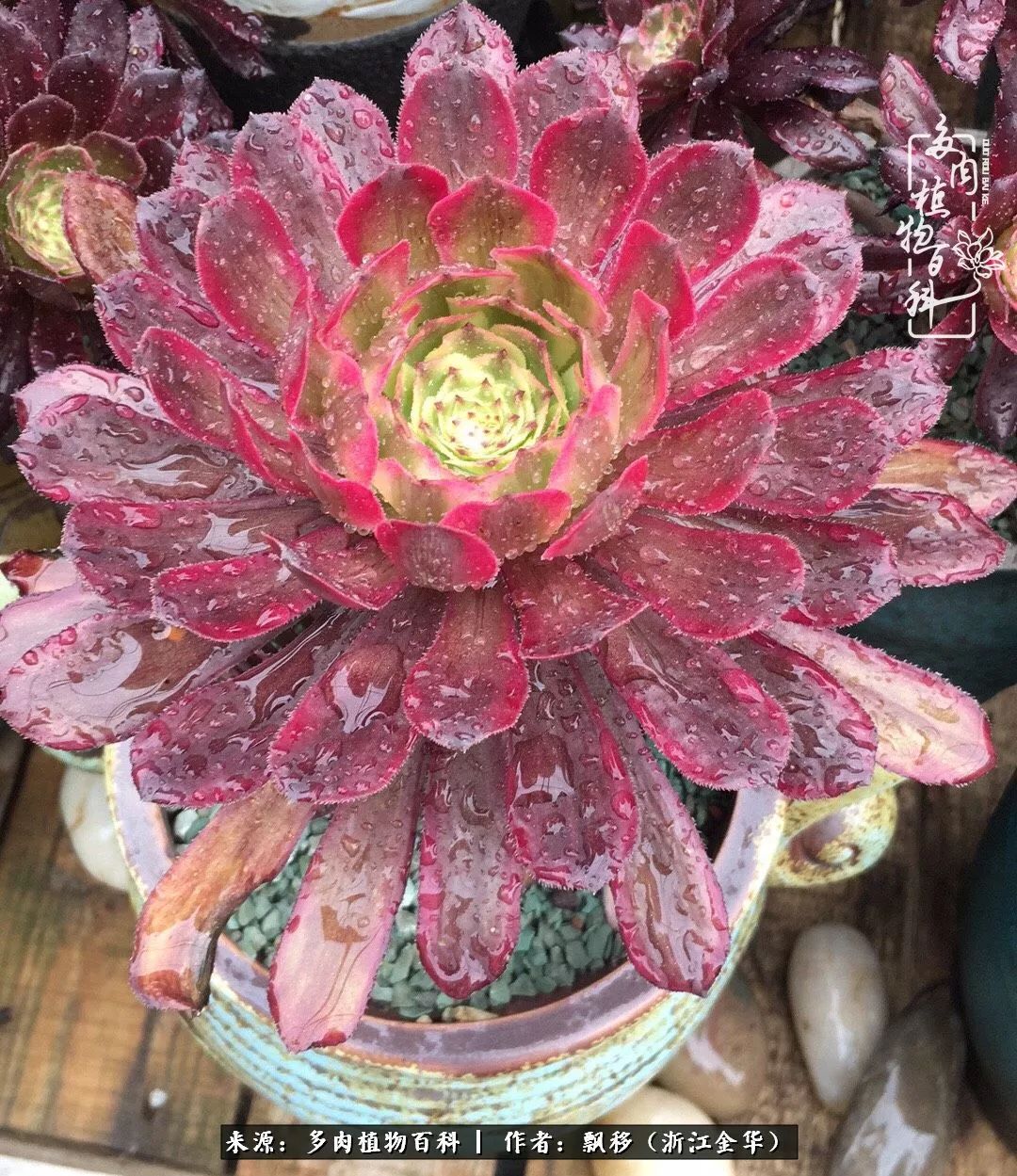 魅力无限的法师诱惑：我的灿烂，由你决定