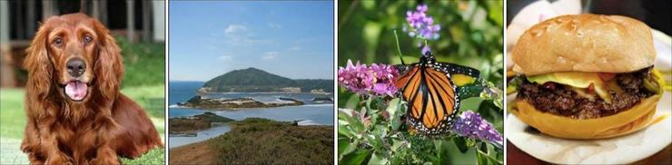 深度学习最强资源推荐：一文看尽GAN的前世今生