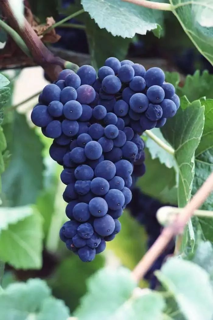 连阿里巴巴都点名！拿奖拿到手软的“葡萄王”来了~入园采摘，尽享千元农家菜