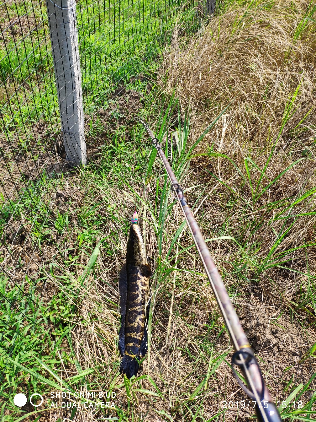 黑鱼钓上岸了怎么办,黑鱼新手