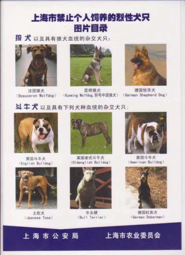 烈犬伤人怎么处罚,禁养犬被抓走的狗怎么处理