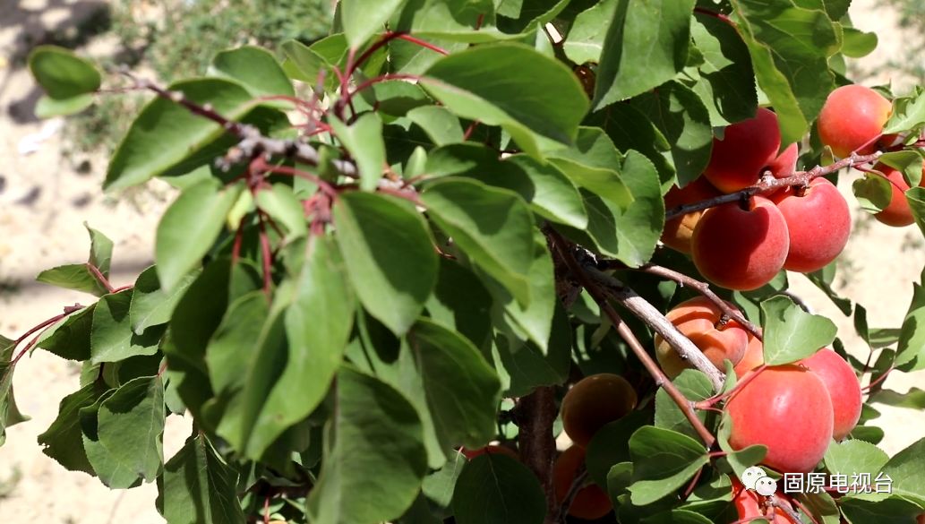 红梅杏的产地在哪里,红梅杏名字的由来
