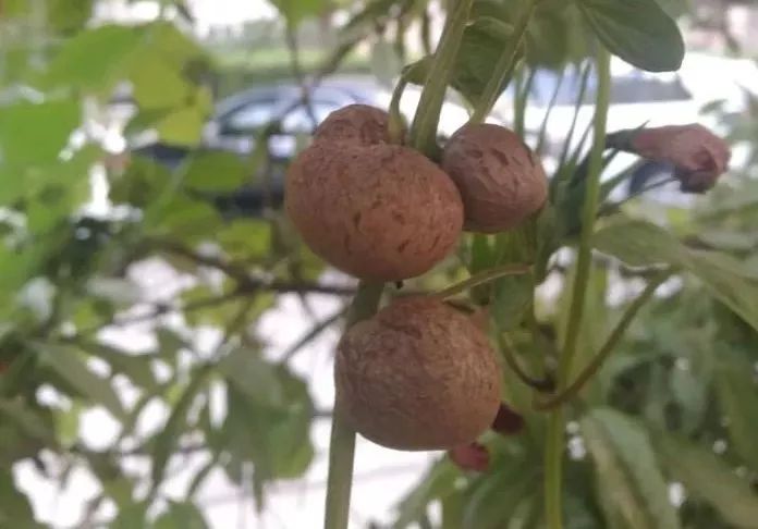 山药和山药豆的效果一样吗,吃山药豆有什么好处与坏处
