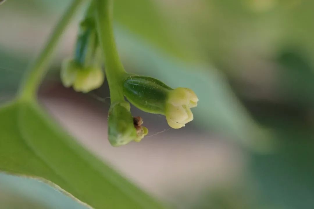 山药和山药豆的效果一样吗,吃山药豆有什么好处与坏处