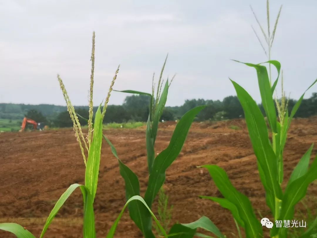 初心如磐担使命——追记马畈镇付寨村支部书记官绪海