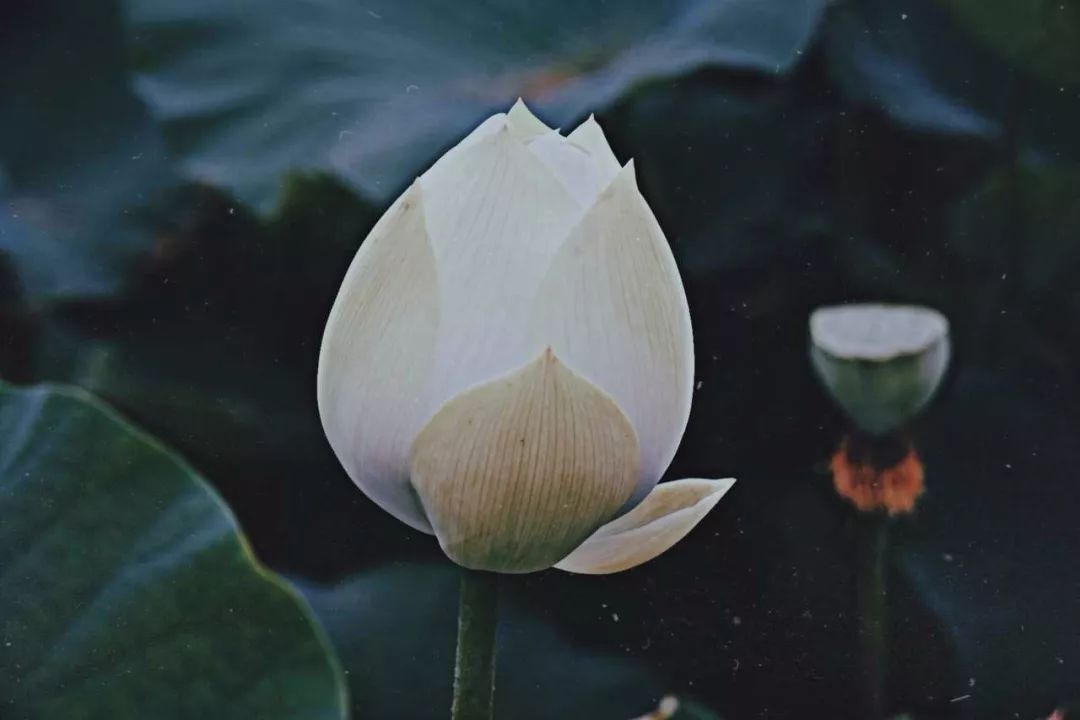 遇见·雄安｜七月错过白洋淀，你可就错过了整个北方的夏天！