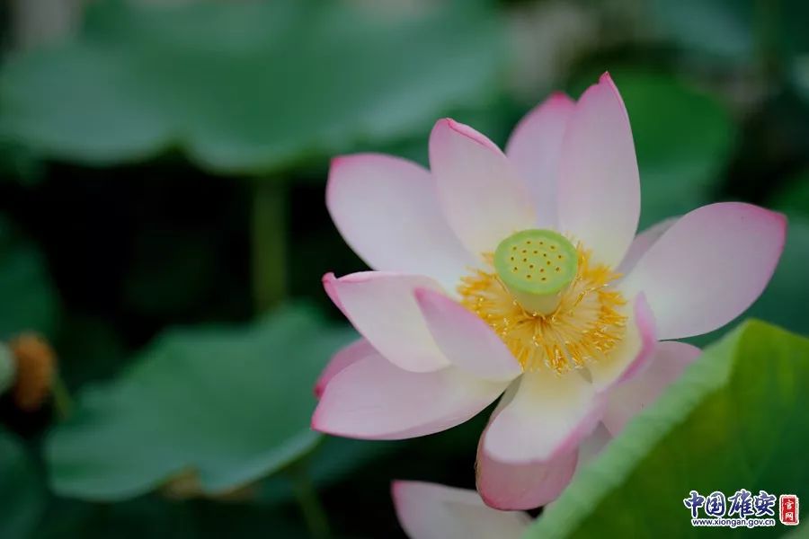 遇见·雄安｜七月错过白洋淀，你可就错过了整个北方的夏天！