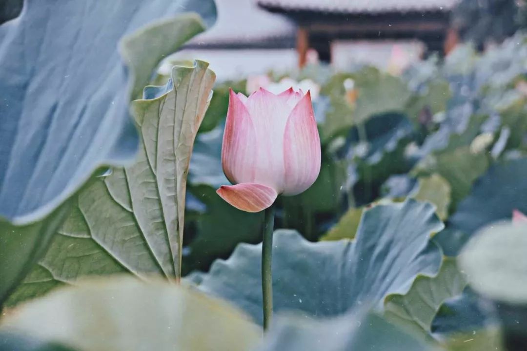 遇见·雄安｜七月错过白洋淀，你可就错过了整个北方的夏天！