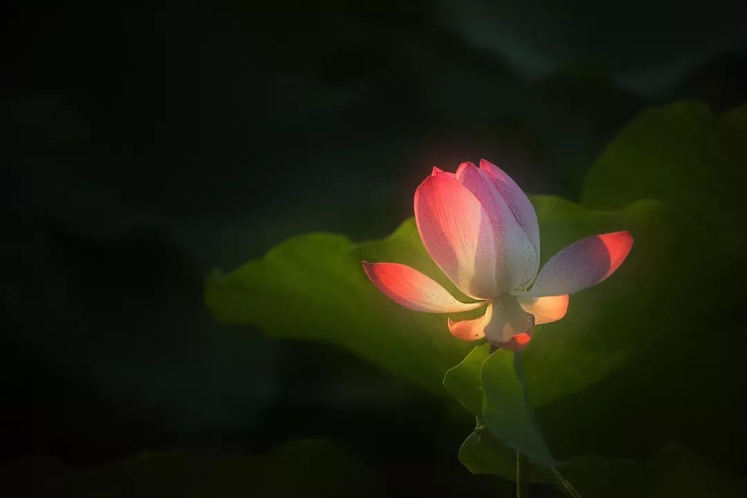 遇见·雄安｜七月错过白洋淀，你可就错过了整个北方的夏天！