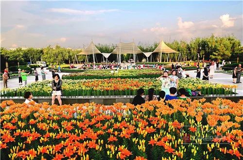 百合打卡地,百合打卡网红地