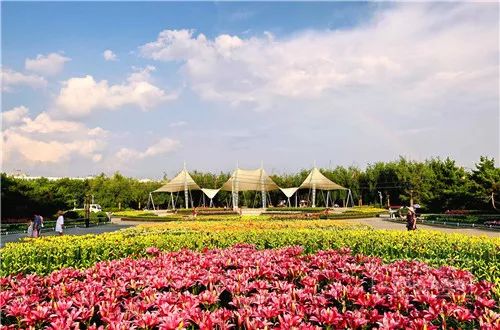 百合打卡地,百合打卡网红地