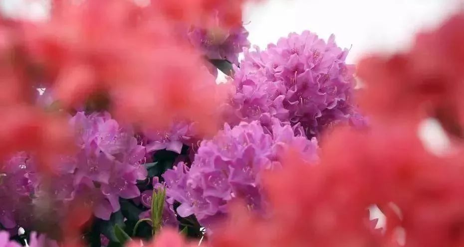 人大代表提议牡丹为国花,建议将牡丹确定为国花