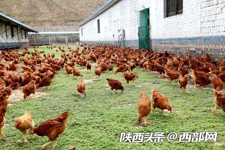 吴堡“鸡司令”刘信信：从贫困户变身致富带头人