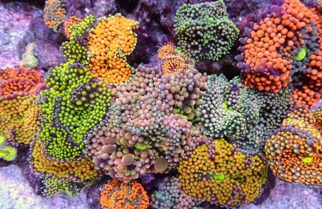 新开缸每天都有鱼死,新开缸鱼一直死