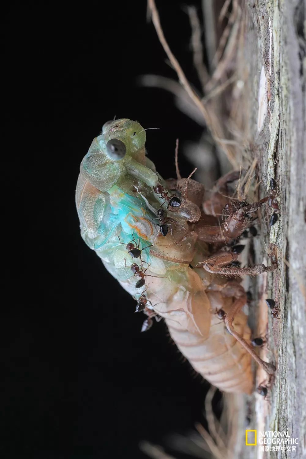 南京紫金山灵谷寺萤火虫,南京灵谷寺哪里可以看到萤火虫