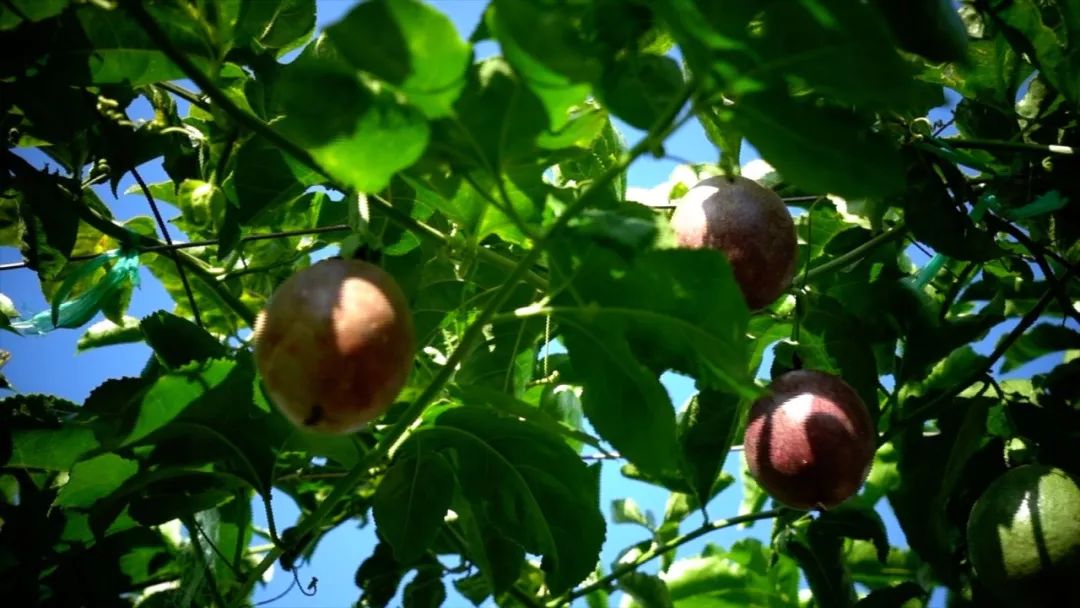 宾川最出名的石榴,大理宾川石榴