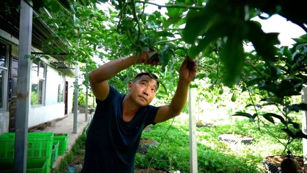 宾川最出名的石榴,大理宾川石榴
