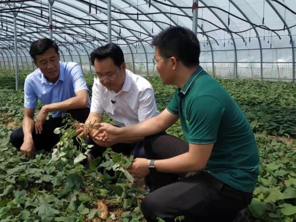 薯立方创业怎么样,章丘文祖薯立方