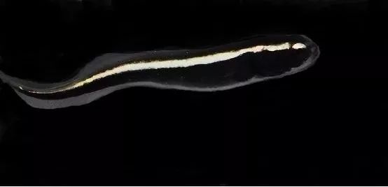 混养海缸鉴赏,混养大型海缸