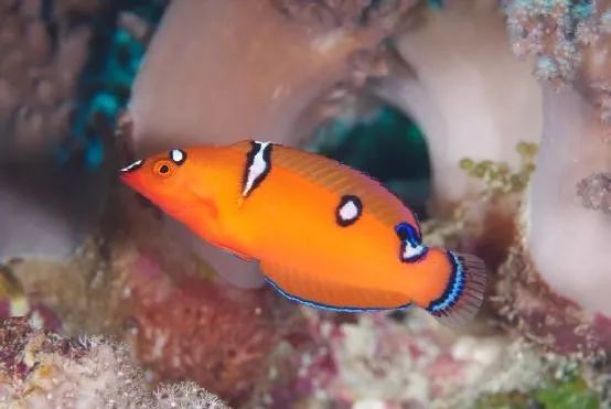 混养海缸鉴赏,混养大型海缸