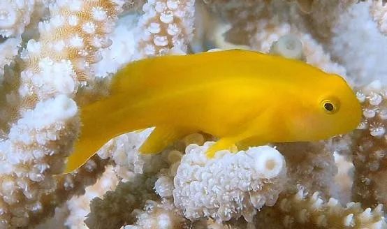 魟鱼混养黑名单,大型混养海缸