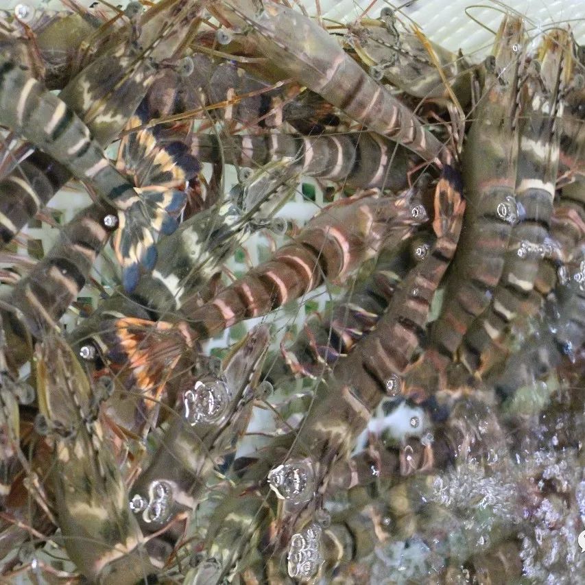 湛江有没有好景点,湛江有没有什么景点