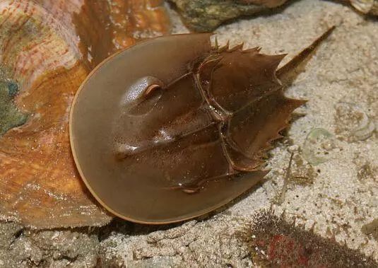 今年珠海哪种海鲜最毒,珠海人吃海鲜