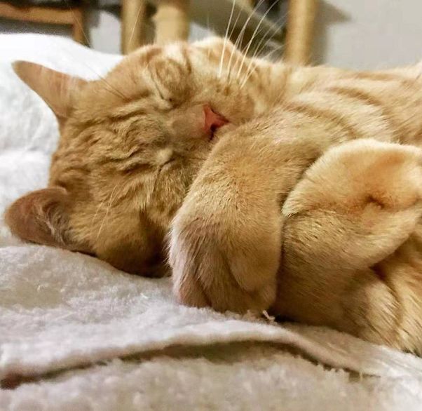 日本小丧猫凭“厌世脸”火遍全网,30w网友心都被萌化了…