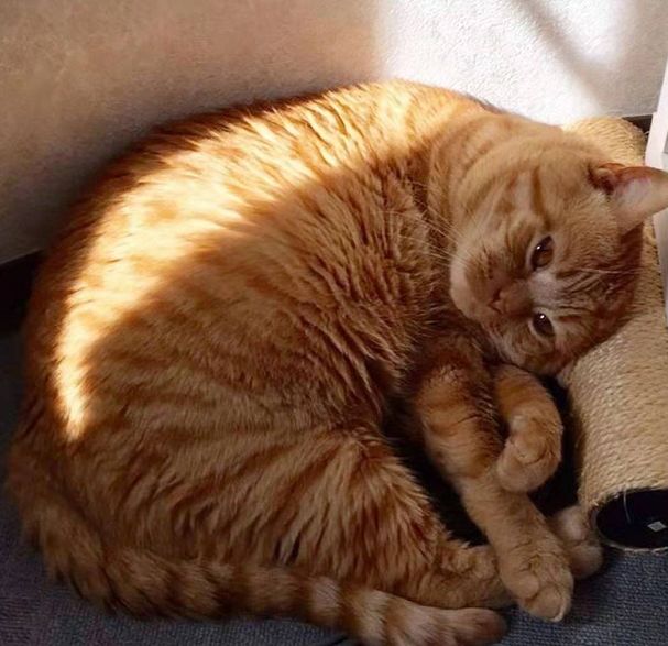 日本小丧猫凭“厌世脸”火遍全网,30w网友心都被萌化了…