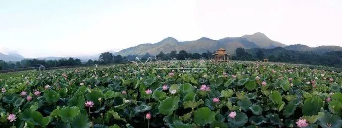 尤溪喜报,福建尤溪一中喜报