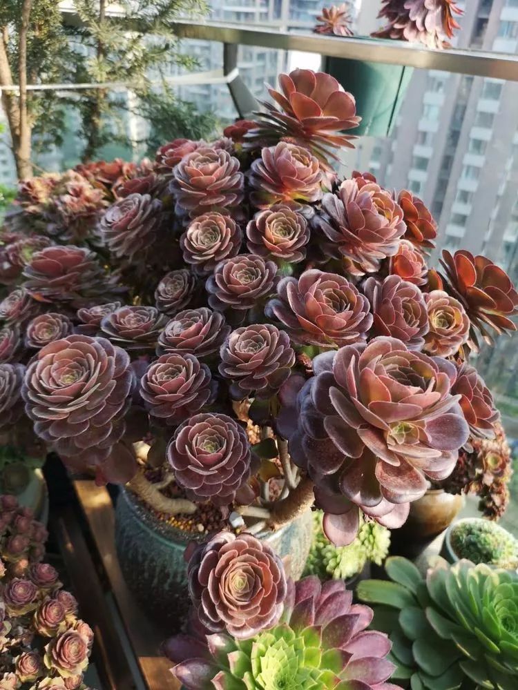 法师黑腐是什么原因,法师叶子黑腐是咋回事