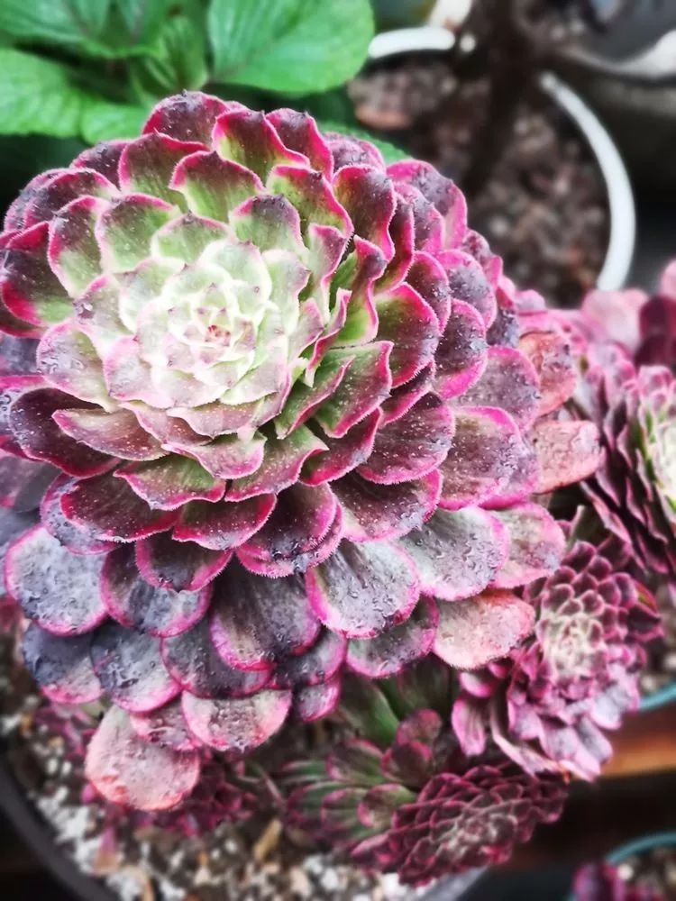 法师主根黑腐了怎么办,法师黑腐还能救活吗