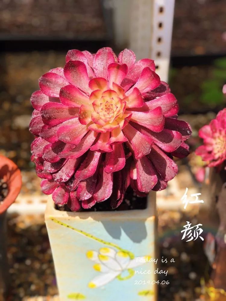 法师主根黑腐了怎么办,法师黑腐还能救活吗