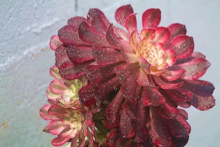 法师黑腐是什么原因,法师叶子黑腐是咋回事