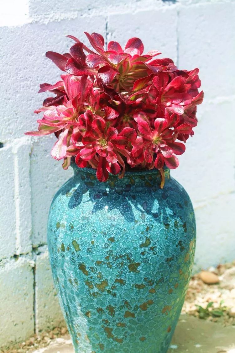 法师主根黑腐了怎么办,法师黑腐还能救活吗