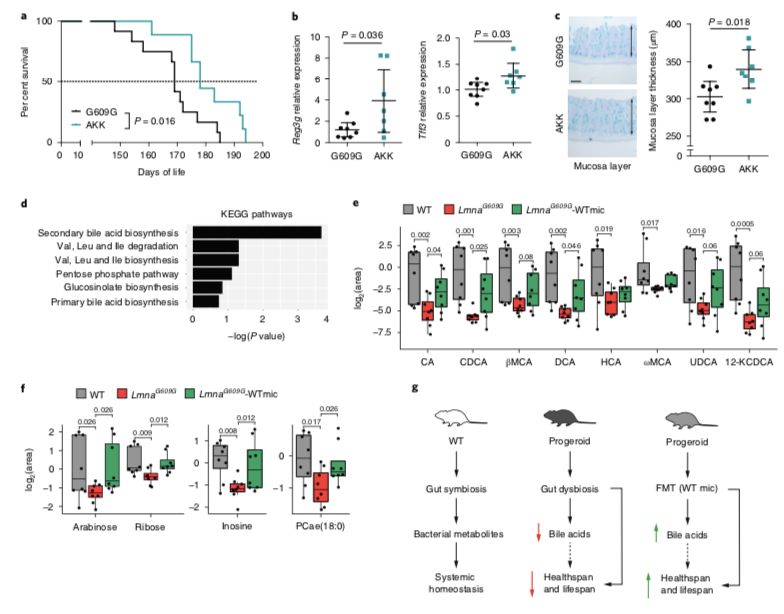 akk益生菌,益生菌akk瘦子菌推荐