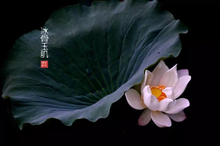 关于荷花和荷叶的生日祝福语,祝荷花生日快乐的话