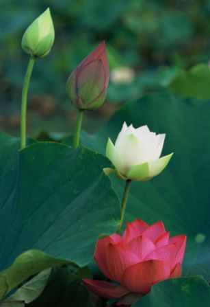 关于荷花唯美的诗句大全,最有意思的荷花诗词