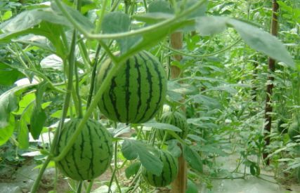 全国的西瓜哪里的最好吃,中国什么地方西瓜最好吃