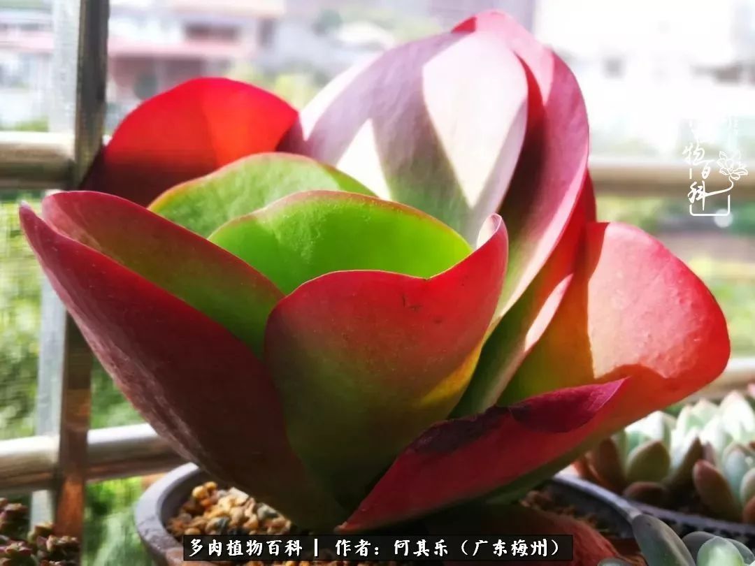 我的阳台“肉园”，看着它们，亦可醉生梦死了